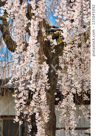 Weeping cherry blossoms at Honmanji Temple, Kyoto (Kamigyo Ward, Kyoto City, Kyoto Prefecture) Weeping cherry blossoms at Honmanji Temple, Kyoto (Kamigyo Ward, Kyoto City, Kyoto Prefecture) 133845892