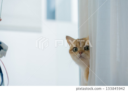 winter holiday and cat concept with british cat wear silk scarf and play with pine and christmas tree decorate and gift box background winter holiday and cat concept with british cat wear silk scarf and play with pine and christmas tree decorate and gift box background 133845942