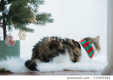 winter holiday and cat concept with british cat wear silk scarf and play with pine and christmas tree decorate and gift box background winter holiday and cat concept with british cat wear silk scarf and play with pine and christmas tree decorate and gift box background 133845944