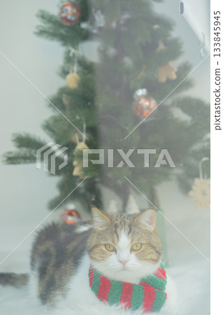 winter holiday and cat concept with british cat wear silk scarf and play with pine and christmas tree decorate and gift box background 133845945
