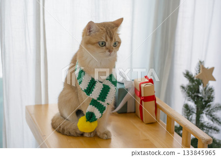winter holiday and cat concept with british cat wear silk scarf and play with pine and christmas tree decorate and gift box background 133845965