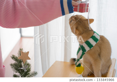 winter holiday and cat concept with british cat wear silk scarf and play with pine and christmas tree decorate and gift box background 133845966