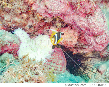 可愛的小丑魚幼魚。珊瑚海葵。日本靜岡縣伊豆半島中城南伊豆町平枝濱 - 2025 日本領先的 可愛的小丑魚幼魚。珊瑚海葵。日本靜岡縣伊豆半島中城南伊豆町平枝濱 - 2025 日本領先的 133846033