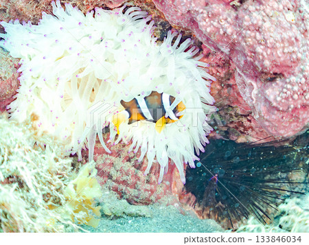 可愛的小丑魚幼魚。珊瑚海葵。日本靜岡縣伊豆半島中城南伊豆町平枝濱 - 2025 日本領先的 133846034