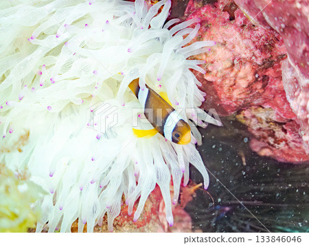 Cute clownfish juveniles. Coral sea anemones. Hirizohama, Minamiizu Town, Nakagi, Izu Peninsula, Shizuoka Prefecture - 2025 One of Japan's leading 133846046