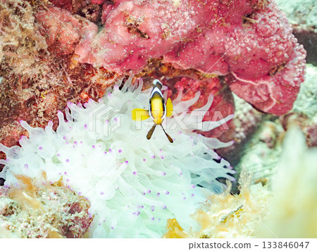 可愛的小丑魚幼魚。珊瑚海葵。日本靜岡縣伊豆半島中城南伊豆町平枝濱 - 2025 日本領先的 133846047