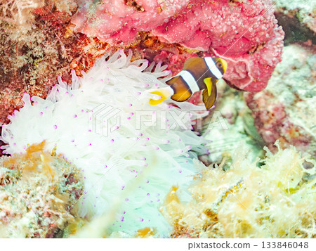 可愛的小丑魚幼魚。珊瑚海葵。日本靜岡縣伊豆半島中城南伊豆町平枝濱 - 2025 日本領先的 133846048