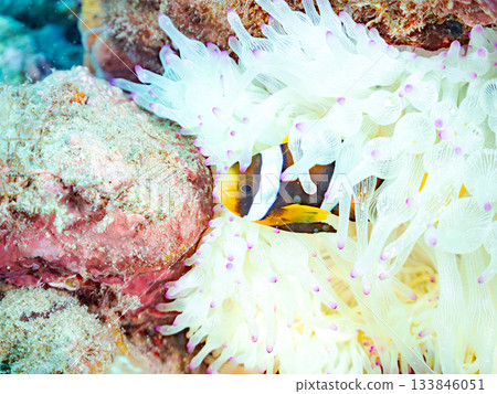 Cute clownfish juveniles. Coral sea anemones. Hirizohama, Minamiizu Town, Nakagi, Izu Peninsula, Shizuoka Prefecture - 2025 One of Japan's leading 133846051