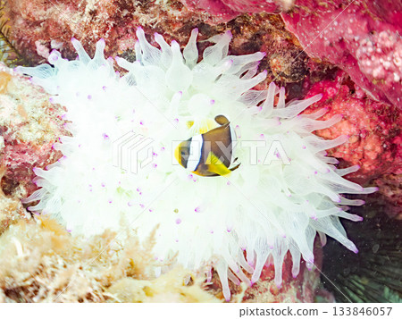 Cute clownfish juveniles. Coral sea anemones. Hirizohama, Minamiizu Town, Nakagi, Izu Peninsula, Shizuoka Prefecture - 2025 One of Japan's leading 133846057