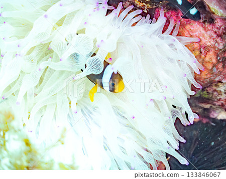 可愛的小丑魚幼魚。珊瑚海葵。日本靜岡縣伊豆半島中城南伊豆町平枝濱 - 2025 日本領先的 133846067