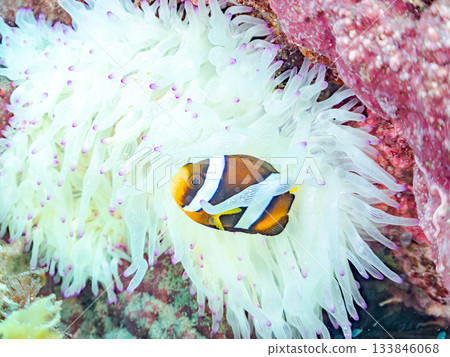 可愛的小丑魚幼魚。珊瑚海葵。日本靜岡縣伊豆半島中城南伊豆町平枝濱 - 2025 日本領先的 133846068