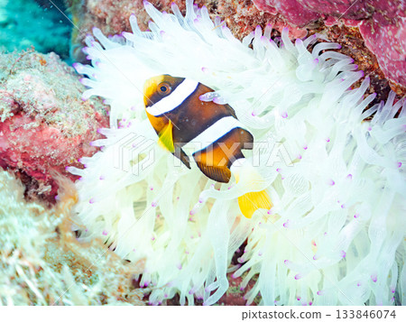Cute clownfish juveniles. Coral sea anemones. Hirizohama, Minamiizu Town, Nakagi, Izu Peninsula, Shizuoka Prefecture - 2025 One of Japan's leading 133846074