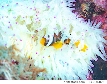 Cute clownfish juveniles. Coral sea anemones. Hirizohama, Minamiizu Town, Nakagi, Izu Peninsula, Shizuoka Prefecture - 2025 One of Japan's leading Cute clownfish juveniles. Coral sea anemones. Hirizohama, Minamiizu Town, Nakagi, Izu Peninsula, Shizuoka Prefecture - 2025 One of Japan's leading 133846075