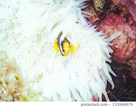 可愛的小丑魚幼魚。珊瑚海葵。日本靜岡縣伊豆半島中城南伊豆町平枝濱 - 2025 日本領先的 可愛的小丑魚幼魚。珊瑚海葵。日本靜岡縣伊豆半島中城南伊豆町平枝濱 - 2025 日本領先的 133846079
