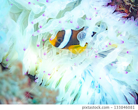 Cute clownfish juveniles. Coral sea anemones. Hirizohama, Minamiizu Town, Nakagi, Izu Peninsula, Shizuoka Prefecture - 2025 One of Japan's leading Cute clownfish juveniles. Coral sea anemones. Hirizohama, Minamiizu Town, Nakagi, Izu Peninsula, Shizuoka Prefecture - 2025 One of Japan's leading 133846081