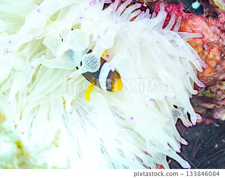 可愛的小丑魚幼魚。珊瑚海葵。日本靜岡縣伊豆半島中城南伊豆町平枝濱 - 2025 日本領先的 133846084