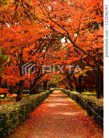 公園景色中點綴著紅樹。 133846261