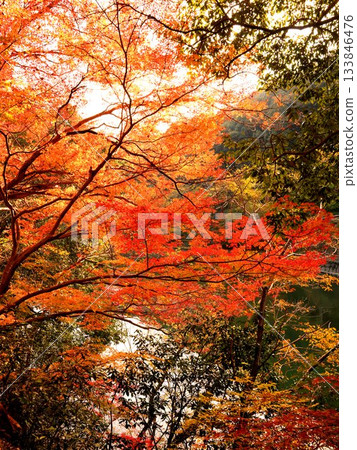 Vividly colored autumn leaves along the right bank of the Uji River in Uji City, Kyoto Prefecture 133846476