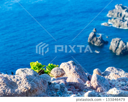 Dynamic and beautiful scenery seen from the Kanbiki Observatory on Shikinejima Island and the cute flowers of Wadan Dynamic and beautiful scenery seen from the Kanbiki Observatory on Shikinejima Island and the cute flowers of Wadan 133846479