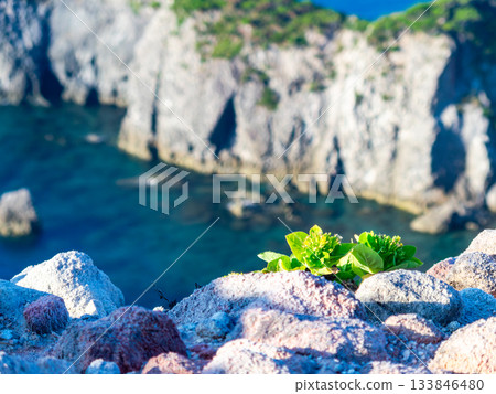 Dynamic and beautiful scenery seen from the Kanbiki Observatory on Shikinejima Island and the cute flowers of Wadan Dynamic and beautiful scenery seen from the Kanbiki Observatory on Shikinejima Island and the cute flowers of Wadan 133846480