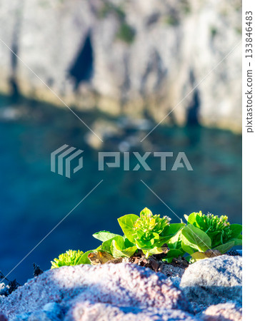 從式根島的勘引展望台可以欣賞到變幻莫測的美麗景色，以及和田花園裡可愛的花朵。 133846483