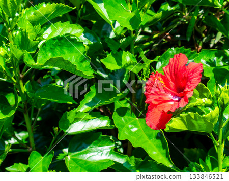 式根島小巷裡美麗的芙蓉花盛開 133846521