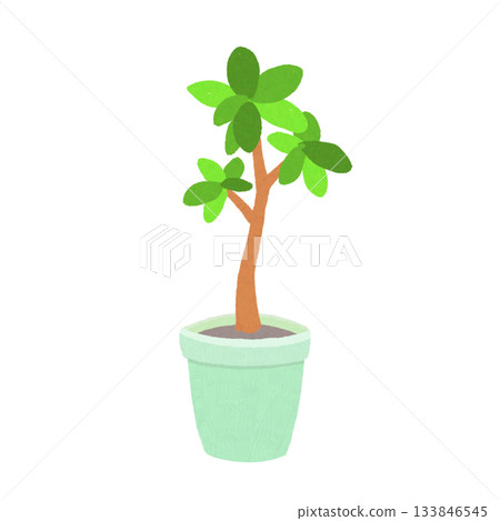 Hand-drawn illustration of a houseplant (Pachira style) 133846545