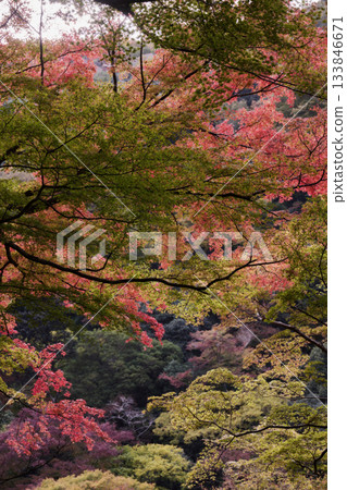 Scenery of Minoh Falls Scenery of Minoh Falls 133846671