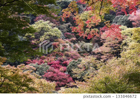 Scenery of Minoh Falls Scenery of Minoh Falls 133846672