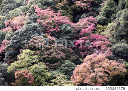Scenery of Minoh Falls Scenery of Minoh Falls 133846676