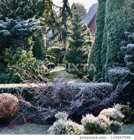 Hoarfrost covering a peaceful garden landscape during cold morning light, creating a beautiful winter scene 133847046
