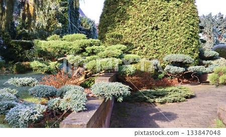 Traditional Japanese garden design featuring evergreen conifers, topiary, and hoarfrost in winter 133847048