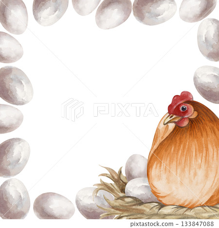 Watercolor square frame with brown hen hatching eggs on nest. Sitting poultry yard bird clip art for farm and countryside designs in natural colors. Realistic chicken mother and eggs for Easter 133847088