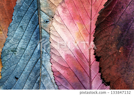 Beatuful abstract autumn leaf veins painted in vibrant splashes of colour close up leaves Beatuful abstract autumn leaf veins painted in vibrant splashes of colour close up leaves 133847132