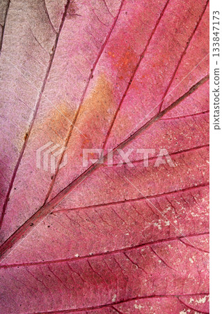 Beatuful abstract autumn leaf veins painted in vibrant splashes of colour close up leaves 133847173