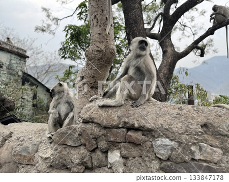 Wild monkeys in Rishikesh, India Wild monkeys in Rishikesh, India 133847178