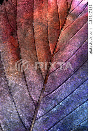 Beatuful abstract autumn leaf veins painted in vibrant splashes of colour close up leaves 133847181
