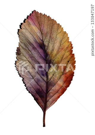 Beatuful abstract autumn leaf veins painted in vibrant splashes of colour close up leaves Beatuful abstract autumn leaf veins painted in vibrant splashes of colour close up leaves 133847197