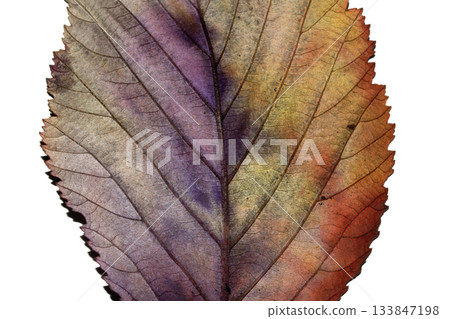 Beatuful abstract autumn leaf veins painted in vibrant splashes of colour close up leaves Beatuful abstract autumn leaf veins painted in vibrant splashes of colour close up leaves 133847198