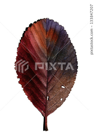 Beatuful abstract autumn leaf veins painted in vibrant splashes of colour close up leaves 133847207