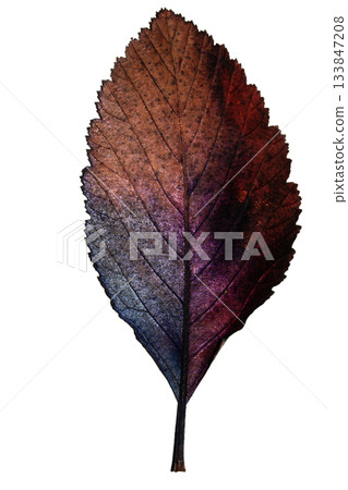 Beatuful abstract autumn leaf veins painted in vibrant splashes of colour close up leaves 133847208