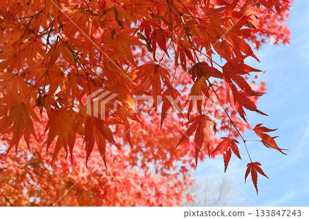 秋天的樹葉 133847243