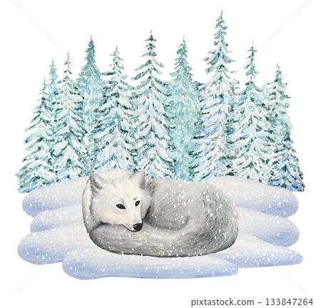 Hand drawn winter scene featuring white wolf in a snowy forest. Watercolor illustration. 133847264