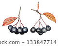 Hand drawn sprigs of ripe chokeberries. Watercolor botanical illustration. 133847714