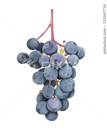 A hand drawn bunch of ripe black grapes. Watercolor botanical illustration. A hand drawn bunch of ripe black grapes. Watercolor botanical illustration. 133847716