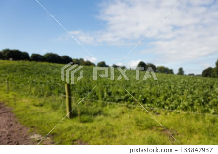 Scenic view of agricultural field Scenic view of agricultural field 133847937