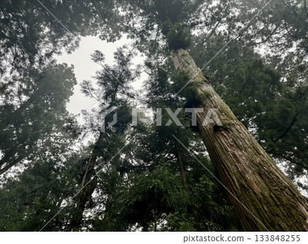 Nikko cedar tree Nikko cedar tree 133848255