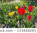 Tulip blooming in the flower bed of the park 133848265