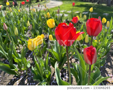 開花在公園的花床上的鬱金香 133848265
