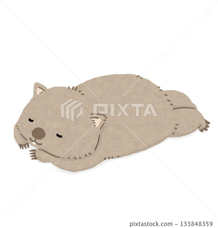 A wombat lying face down 133848359